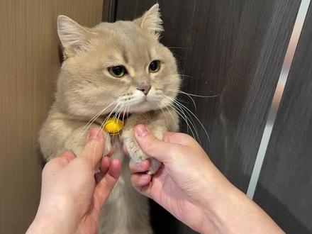 咪没有装龙 咪真的不敢动…#猫咪的事情你别管 #它好像知道自己很可爱 #萌宠出道计划 #坏猫