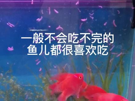 给元宝鱼喂摇蚊幼虫#鹦鹉鱼 #观赏鱼 #纯天然无添加 #好习惯改变生活