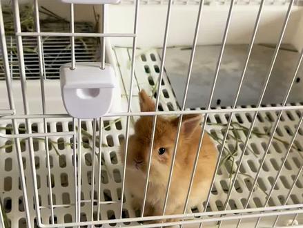 兔叽互动教程(非专业)#侏儒兔 #养兔 #训兔