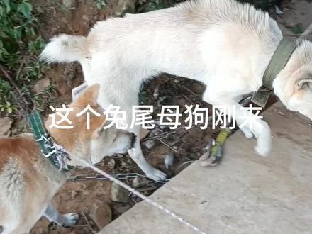 这只兔尾母狗养肥了应该有38斤左右,已经配了卷尾,我觉得后代还是值得期待的#农村土狗 #喜欢中华田园犬请关注 #实战猎犬