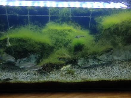 谁说清道夫的生命力顽强?在低温状态下,很快玩完了