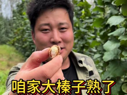 大榛子熟了,各个满瓢
#记录真实生活 #快来一起尝个鲜 #三农 @DOU+小助手