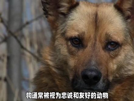 梦见被狗咬,内心恐惧的反映#梦境解析 #梦境 #梦境很奇怪 #解说