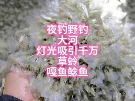 2026年5月16日夜钓野钓
大河灯光吸引千万草蛉
嘎鱼鲶鱼 2026年5月16日夜钓野钓
大河灯光吸引千万草蛉
嘎鱼鲶鱼
2026年5月17日昨夜大河,灯影引蛉舞,竿起嘎鱼肥、鲶鱼壮,野钓的浪漫,都在这夜色里。#草蛉 #辽河 #夜钓野钓 #鲶鱼 #钓鱼人