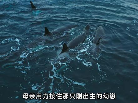 为了延续血脉,母亲闷死了我未来老婆刚产下的孩子。 #动物世界 #动物科普 #神奇的动物在抖音 #动物独白