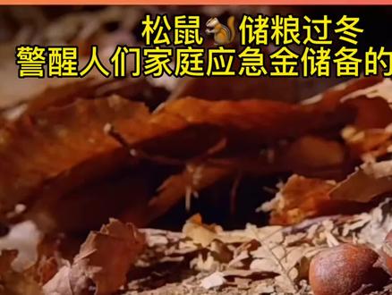 松鼠储粮过冬,背后的含义让人警醒#保险#保险公司#保险代理人#保险理赔#保险理财