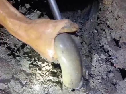 #赶海 今天终于抓到一条特别大的土龙