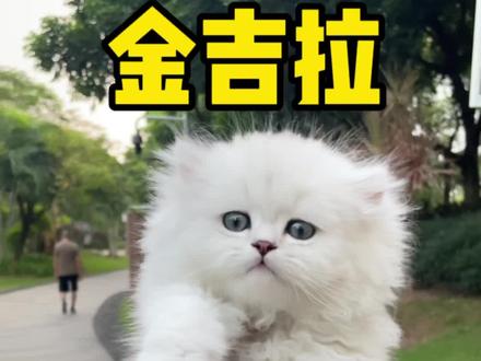 棉花糖小猫咪#萌宠 #广州猫舍 #金吉拉 #佛山猫舍