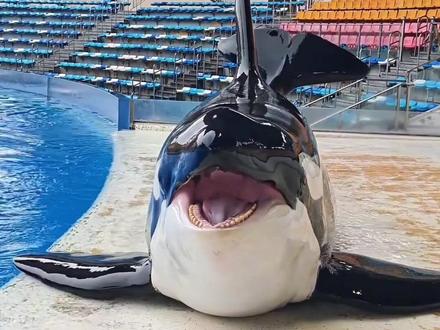 聪明又可爱的虎鲸给观众呈现出了一场场精彩绝伦的表演 #虎鲸 #可爱到爆炸💥 #萌宠 #动物世界 #万物皆有灵性 @抖音生活服务热点宝