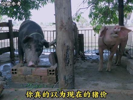 生猪现货底部确认,盘面率先上涨#热点 #期货 #生猪 #生猪期货