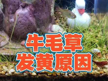 火山石底砂鱼缸种牛毛毡水草,造成牛毛草发黄的四个原因,火山石种水草变黄问题和解决方法。#水草 #牛毛草 #生态鱼缸 #鸫龟先生