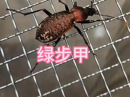 科普大山里华丽的绿步甲,介绍大自然神奇的动植物知识。 科普大山里华丽的绿步甲,介绍大自然神奇的动植物知识,了解神奇的昆虫世界。 #科普 #涨知识 #动物 #昆虫 #甲虫