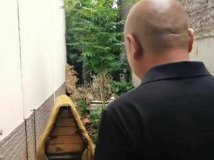 旺财受伤第二天#野马#狗是人类最忠诚的朋友
