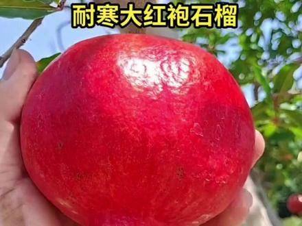 适合北方种植的大红袍石榴树#软籽石榴树苗 #石榴树 #不用吐籽的石榴