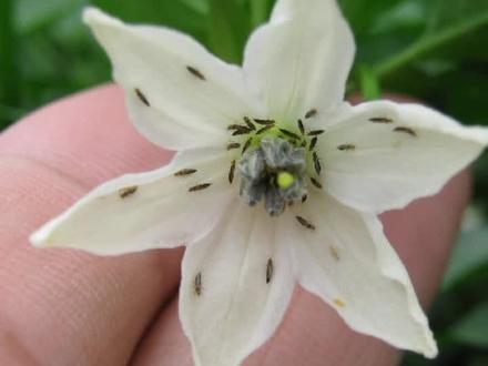 一定要看完,后面有配方。把蓟马消灭与无形#农业种植 @抖音小助手