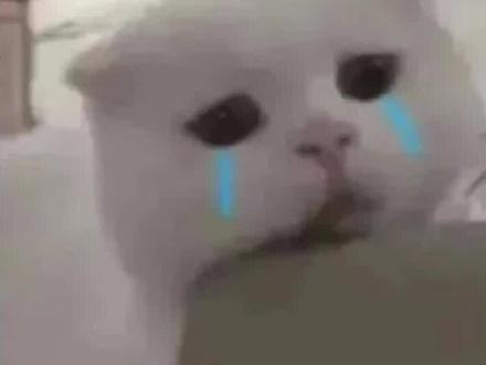 真的斯密马赛#对不起 #睫角守宫 #爬宠