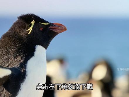 猞猁(上):别以为废弃建筑没用,三代猞猁都靠它活下来了 #动物世界 #猞猁 #抖音硬核版