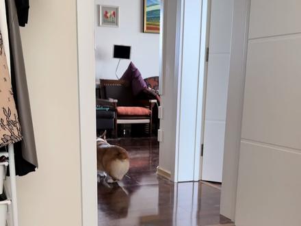 Niko🐶:又是混到小肉干的一天 全靠自己努力 #宠物vlog #沉浸式记录生活 #柯基使用说明书 #养狗人的精神状态 #狗狗的心思都写在脸上了