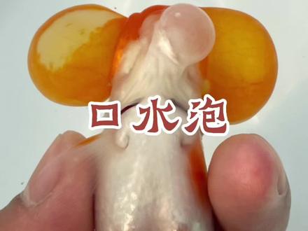 水泡金鱼里的口水泡