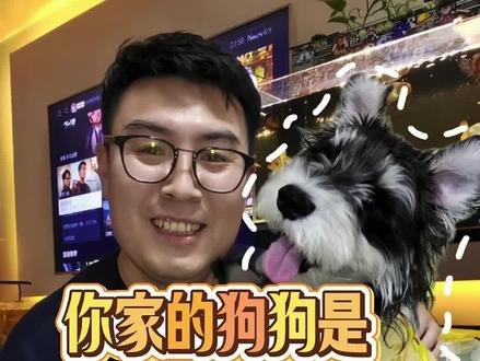 你家狗子是文盲狗吗?多大被你带回家的?
#宠物知识 #狗子的迷惑行为 #狗狗 #雪纳瑞 #萌宠出道计划