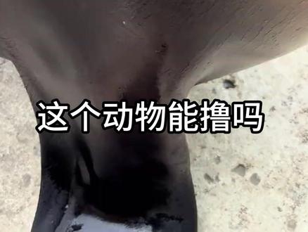 这些可爱的动物你想撸哪一个? #神奇动物 #保护动物 #海狮