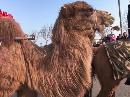 音乐人#王向阳 为驼队创作同名主题曲#东天山来的骆驼队