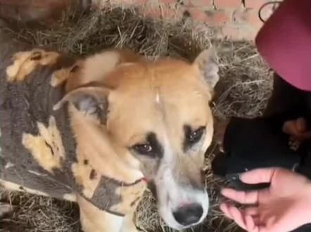 考古大娃二娃兄弟情#西北刀客#大娃#二娃