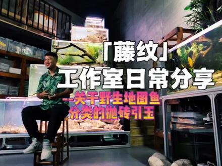 关于野生地图鱼分类的抛砖引玉#鱼缸里的大自然 #养鱼日记 #水族 #造景 #观赏鱼