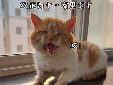 小歪嘴儿收养三个月的变化!心都萌化了 #我和流浪猫的故事 #捡猫后续 #小猫治愈世界