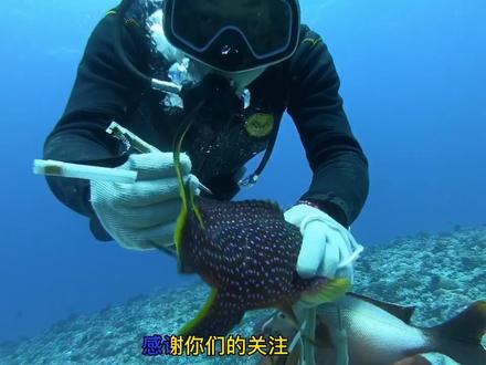 啊纳教你在深海里帮鱼减压