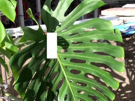 龟背竹第13集:龟背竹他就🉐晒!#龟背竹