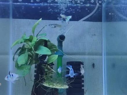 宝蓝迷你鹦鹉鱼掉色了?是怎么回事? #热带鱼 #迷你鹦鹉鱼繁殖 #养鱼 #迷你鹦鹉掉色 #水族