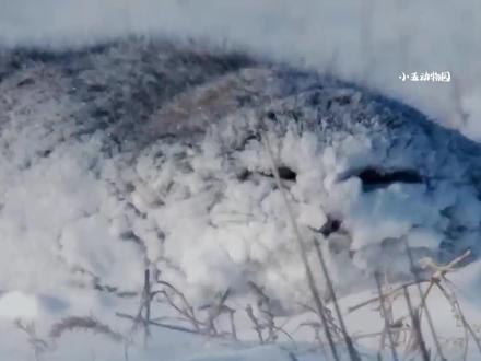 最难养的猫科动物—兔狲#兔狲 #动物科普 #神奇动物在抖音