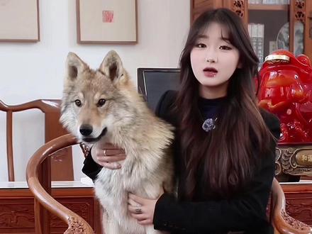 一眼看懂捷克狼犬与狼的真正差距,颜值与温顺并存的王者犬种#捷克狼犬