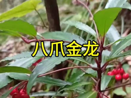 八爪金龙 你家乡有吗#农村生活 #三农 #农村美食