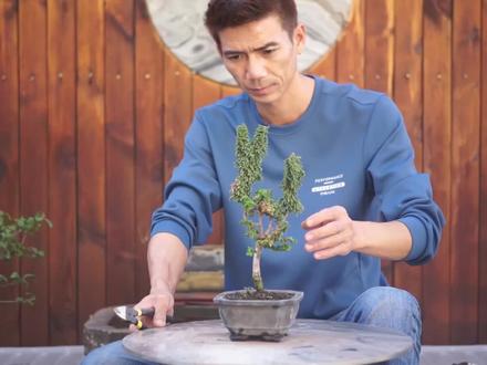 石化桧盆景,长得慢,价格贵。很多人种小苗,啥时候能长成大树? #石化桧盆景 #盆景造型