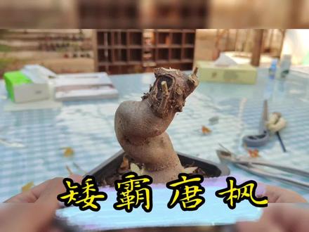 唐枫三角枫修剪进行时#来抖音学盆景 #盆栽修剪教学 #盆景制作