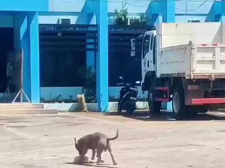 狗界奥斯卡现场!白狗装死骗过所有人!#狗狗 #狗 ##萌宠