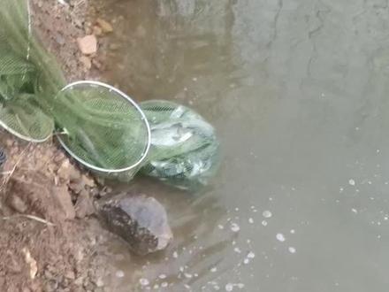 这回换大鱼护,老地方一天的鱼获!#钓鱼 #钓鱼人 #鱼获满满