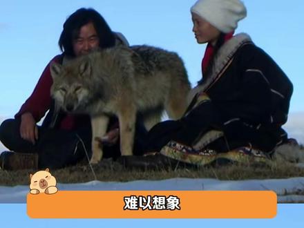 没想到《重返狼群》的背后还有这样的事 #重返狼群 #李微漪 #格林 #稿费 #万万没想到