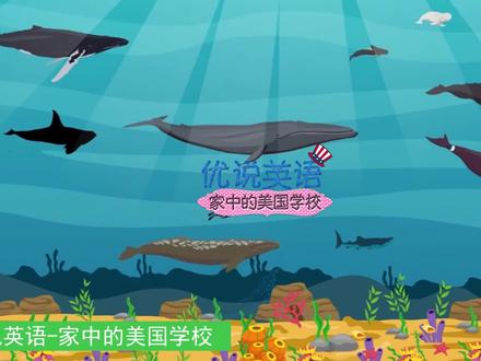 你喜欢海洋生物吗?你喜欢鲸鱼吗?你认识这9种鲸鱼吗?