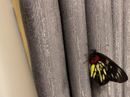 蝴蝶🦋进家门寓意吉兆,不能打,它自己会飞走的 #万物有灵 #愿所求皆所愿