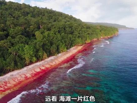 那只蛙曾经可是网红蛙呢! #宅家dou剧场 #纪录片