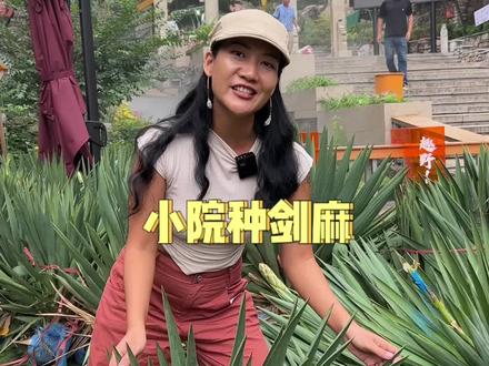 给村子种上200棵“剑麻“,外表看似难相处,但开花后美到窒息。
#你的家乡有这种植物吗 #小院改造 #大自然的馈赠 #景区打造 #剑麻