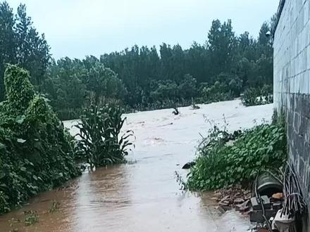河北省涿州市百尺竿镇夹河村,如同大海一样,现在水位还在上涨