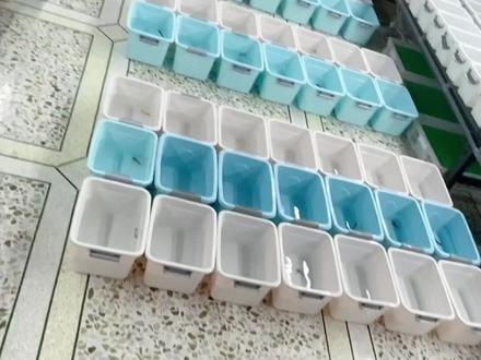 泰国斗鱼种鱼繁殖记录,暗黑星云 青花 糖果星河 雪红龙 黑武士 彩金 HMPK #观赏鱼 #水族爱好者 #泰国斗鱼养殖教程 #萌宠 #观赏
