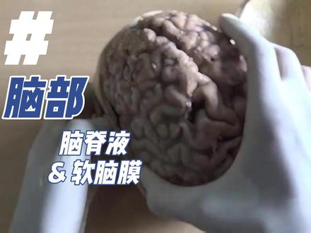 脑部(上):脑脊液、软脑膜 #大体老师