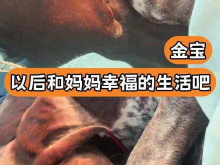 金宝以后不会再和妈妈分开了#狗 #毛孩子 #狗是人类最忠诚的朋友 #感动 #爱