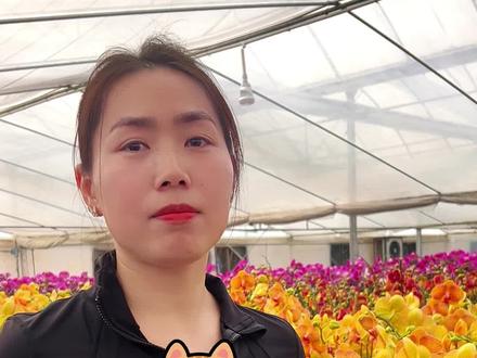为什么蝴蝶兰有这么颜色 #农业基地 #蝴蝶兰 #花卉基地 #农业 #昆山张浦