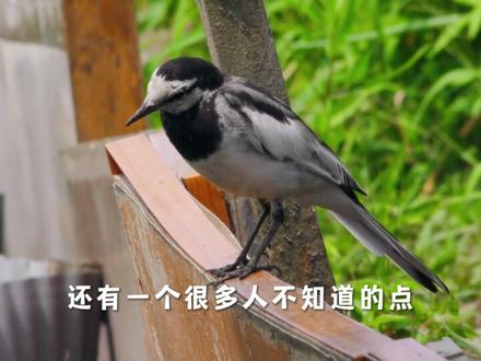 不粘锅涂层掉渣真的致癌吗? 特氟龙掉进肚子会怎样?不粘锅涂层掉渣的底层逻辑,很多人都理解错了
#不粘锅 #特氟龙 #科普知识#生活小妙招 #厨房里的物理学